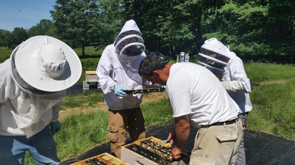 Scientist Richard Cowles, research assistant Ethan Paine, state bee inspector Mark Creighton and research assistant Ellie Clark "de-queen" hives to prepare them for the arrival of new, specially bred honeybees. (Patrick Skahill/WNPR)