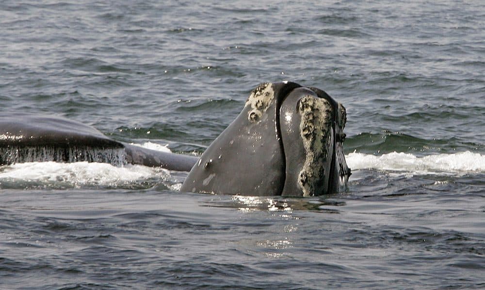 The head of a North Atlantic right whale peers up from the water as another whale passes behind in Cape Cod Bay near Provincetown, Mass. in 2008. (Stephan Savoia/AP)