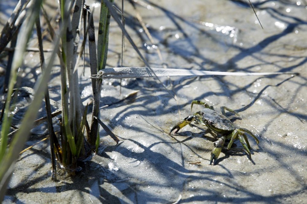 A crab seeks refuge from predators in the salt marsh's cordgrass. (Robin Lubbock/WBUR)