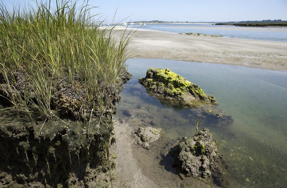 the-north-shore-s-salt-marshes-play-a-key-environmental-role-wbur-news