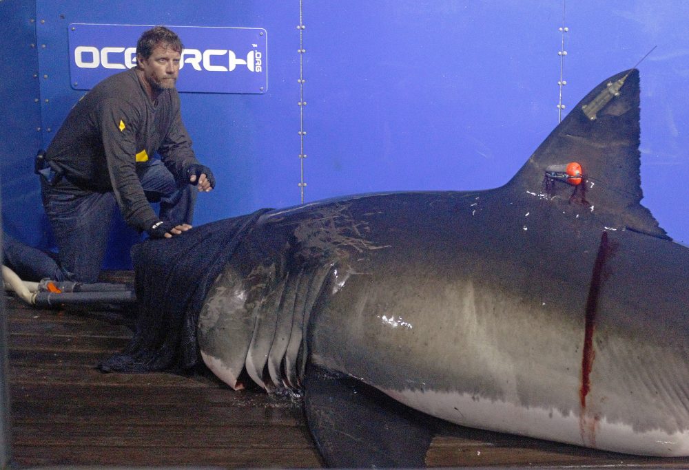 Captain Brett McBride places his hand on the snout of a great white shark while scientists collect blood, tissue samples and attach tracking devices on the research vessel Ocearch off the coast of Chatham, Mass. in 2012. (Stephan Savoia/AP)
