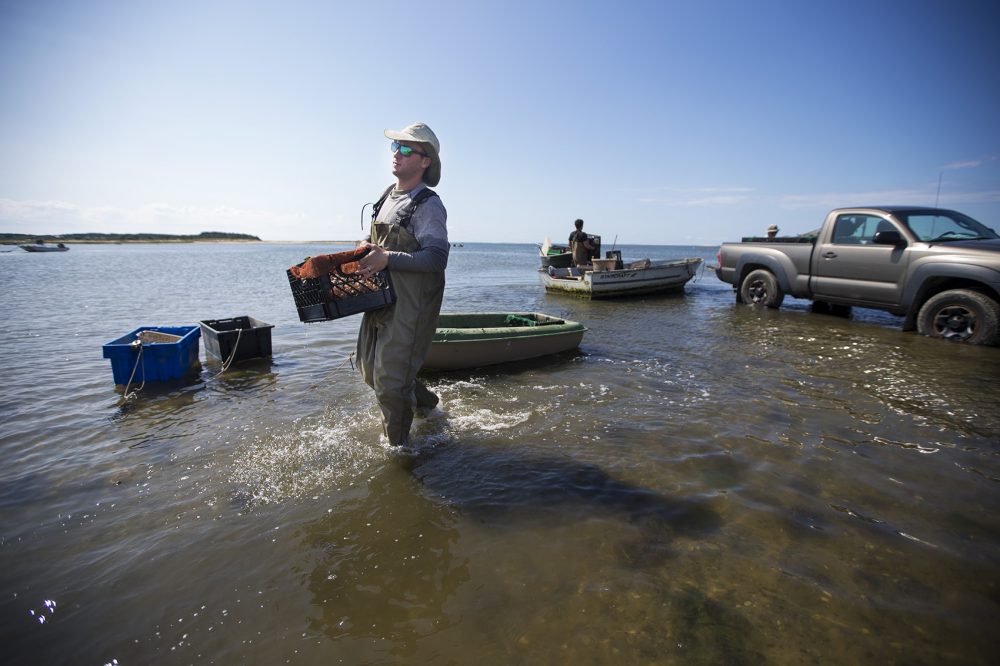 Jake Puffer, of Wellfleet Oyster & Clam Co., lugs part of the day's haul as the tide rolls in on Mayo Beach in Wellfleet. (Jesse Costa/WBUR)