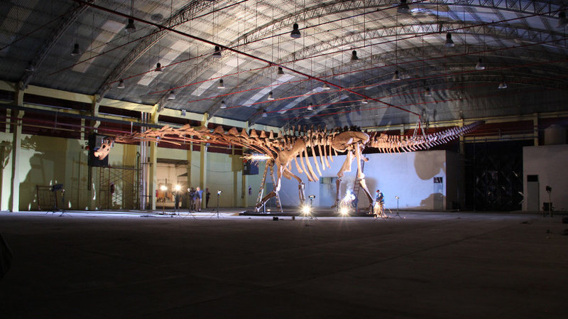 The titanosaur, seen here nearly spanning the width of a hangar, is considered the largest known dinosaur in the world. (D. Pol/Courtesy of the Museo Paleontologico Egidio Feruglio)