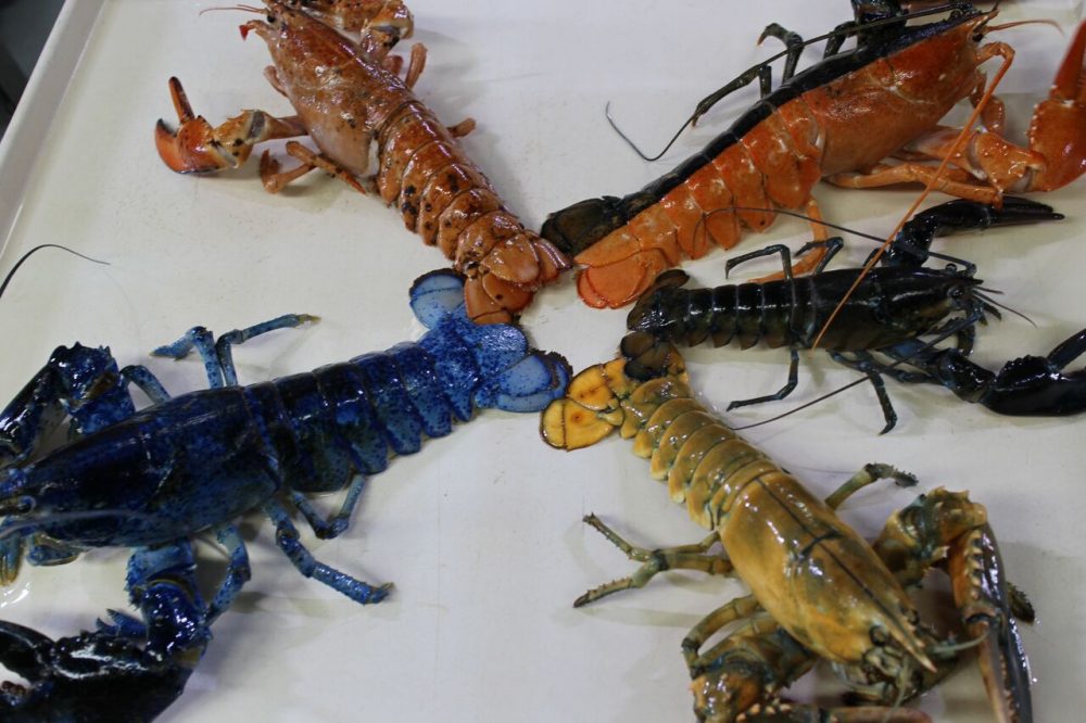 The lobsters were placed facing away from each other, the aquarium said in its announcement Thursday, so as not to fight (obviously, over who had the fairest shell of all). (Courtesy Emily Bauernfeind/New England Aquarium)
