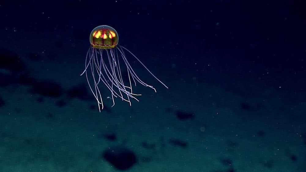 What Climate Change And Warmer Oceans Mean For DeepSea