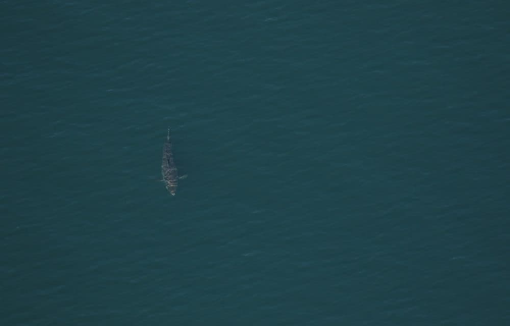 A great white shark swims off northeast coast of Florida. (FWC Fish and Wildlife Research Institute/Flickr)