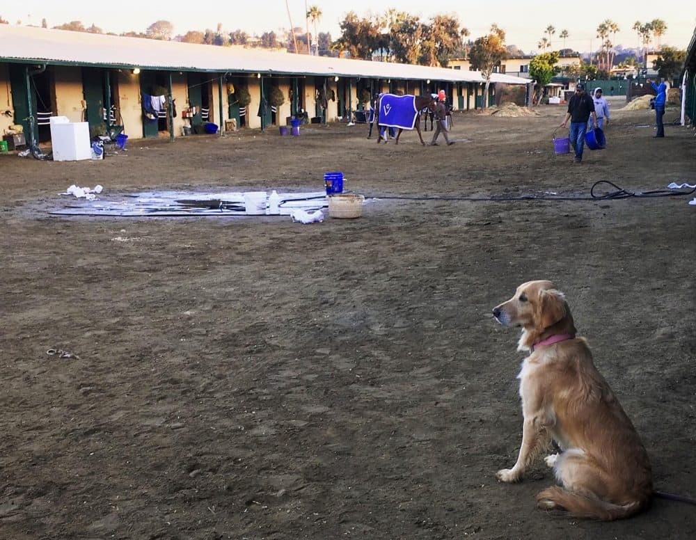 Delilah keeps watch in the stable at the Del Mar racetrack. (Alex Ashlock/Here & Now)
