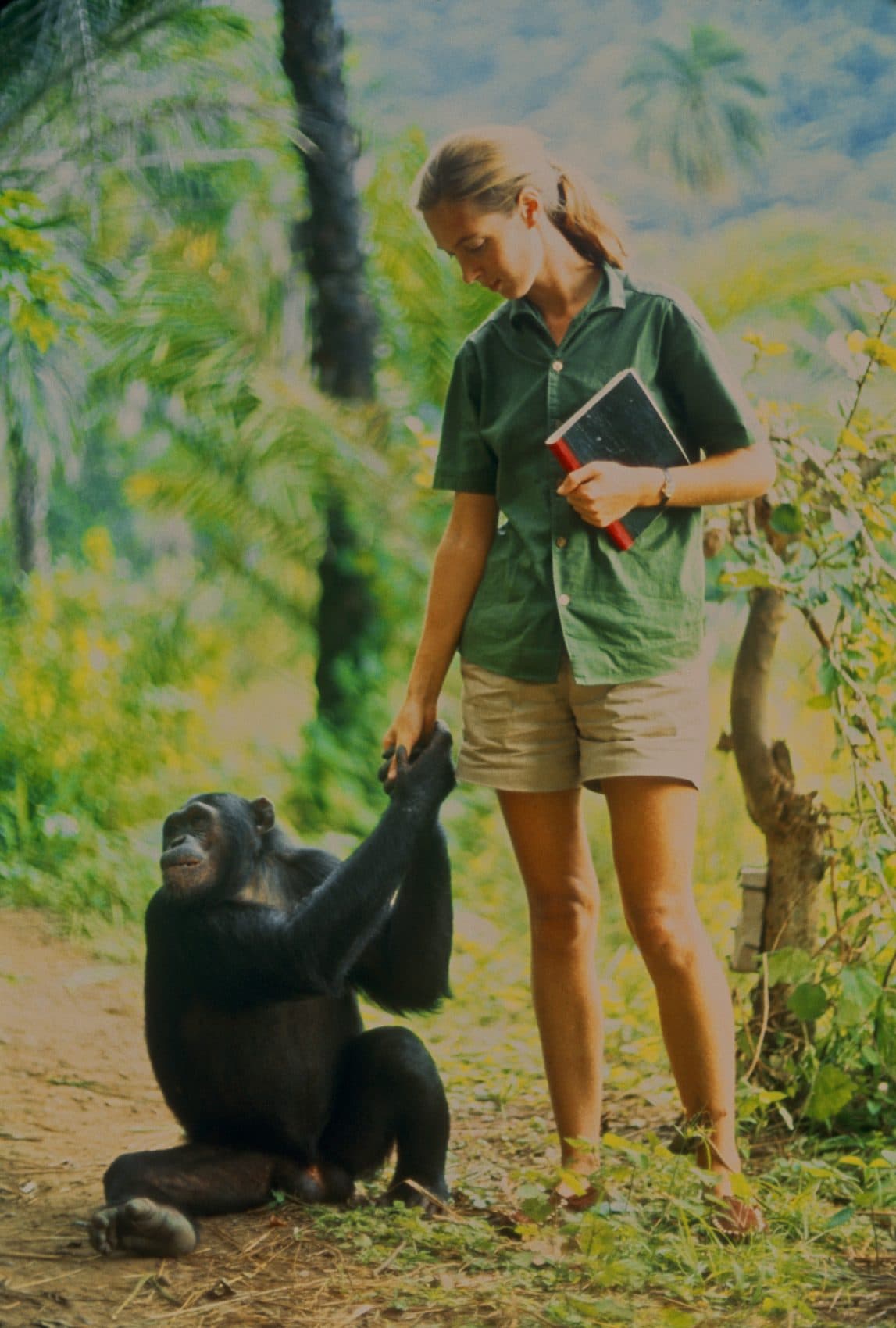 jane-goodall-documentary-is-a-love-story-about-a-woman-and-her-work