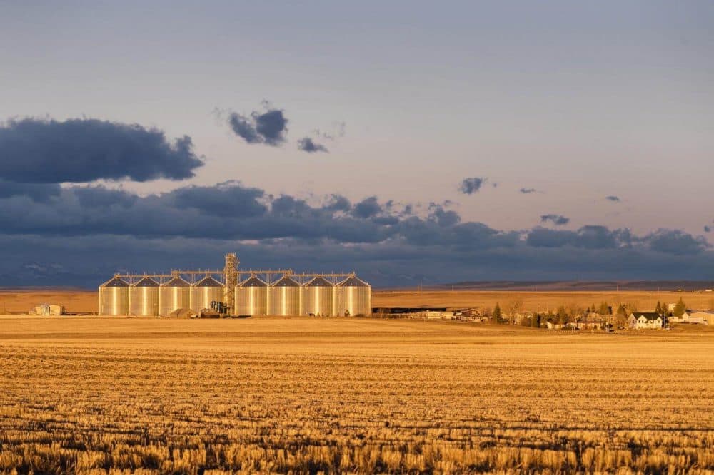MillerCoors barley elevators in Power, Mont. A head of poor-quality malt barley taken directly from a field in Power, Mont. Heat and a lack of water resulted in small and light kernels. Grain rejected for malt barley often ends up as animal feed. (Courtesy Tony Bynum)