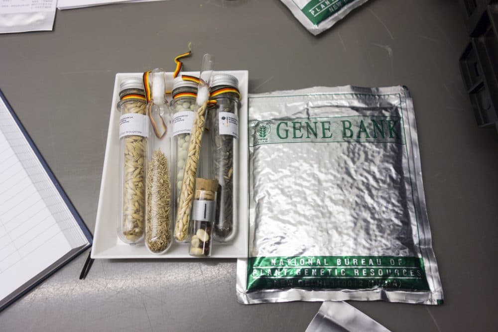 Seeds at the Crop Trust. (Photo/Crop Trust)
