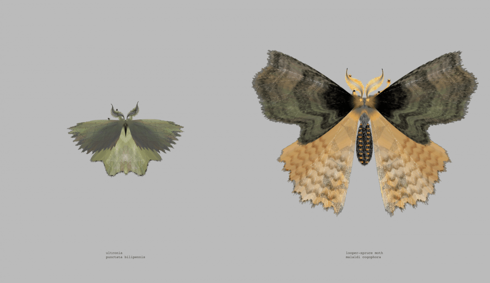 "Moth Generator" by KR Pipkin and Loren Schmidt. (Courtesy)