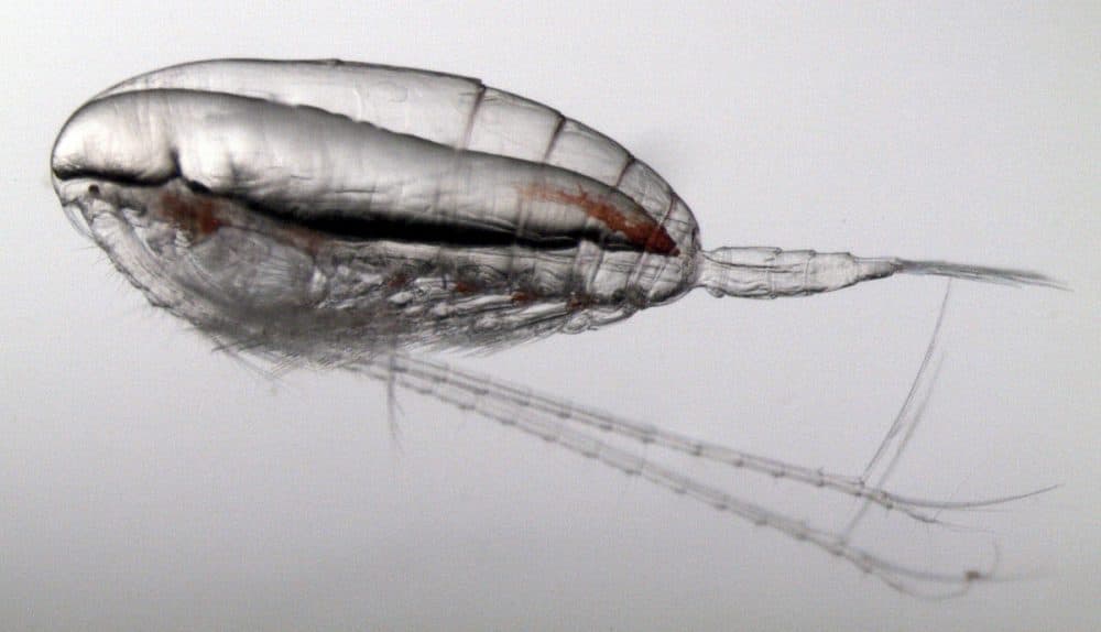 Calanus finmarchicus. (Courtesy of Gulf of Maine Research Institute)