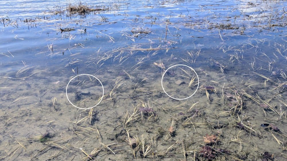 These bricks were once likely a part of the garrison house's chimney. Now they sit submerged beneath the brackish water of Great Bay. (Jason Moon for NHPR)