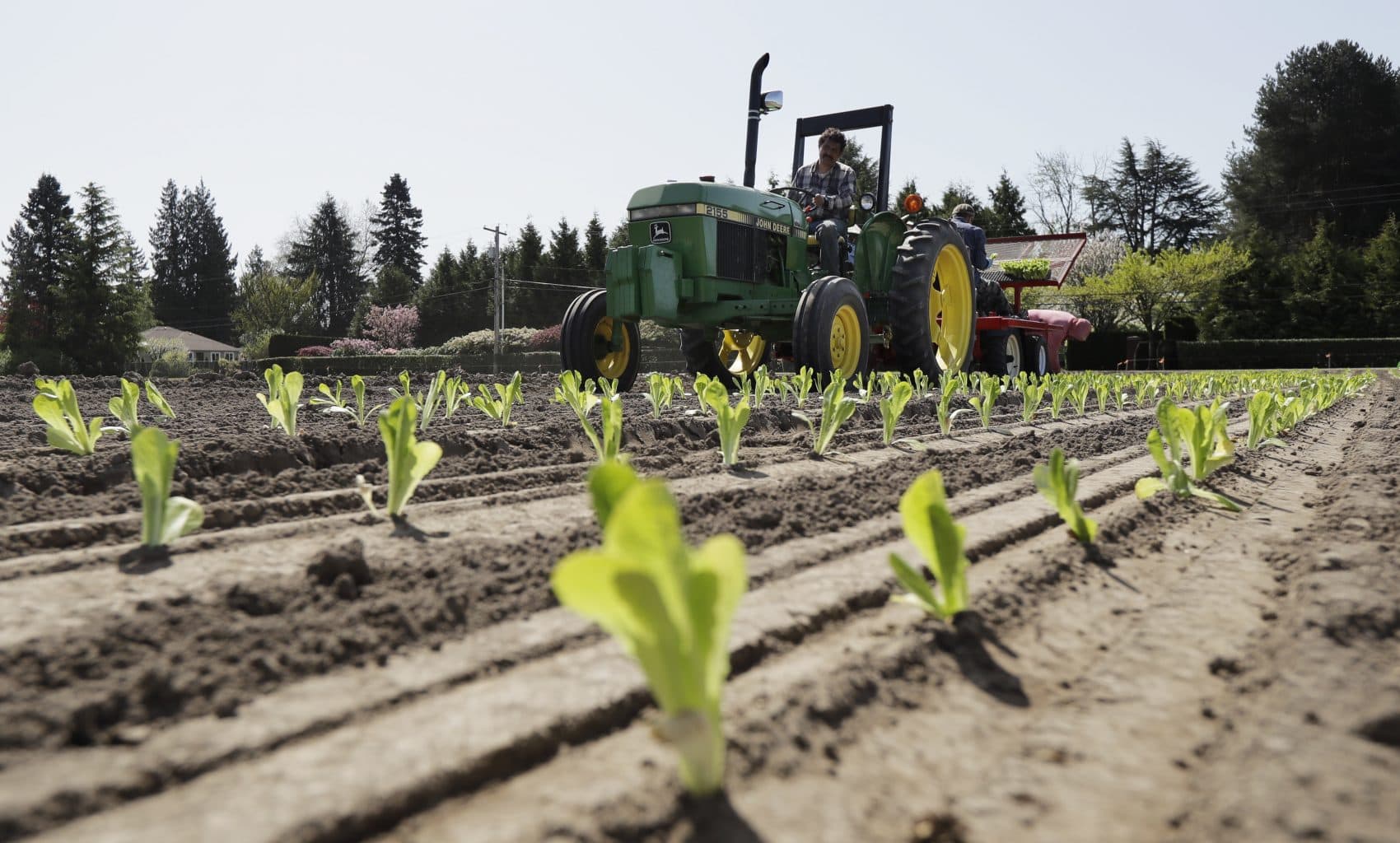 First death reported from E. Coli outbreak linked to romaine lettuce First death reported from E. Coli outbreak linked to romaine lettuce