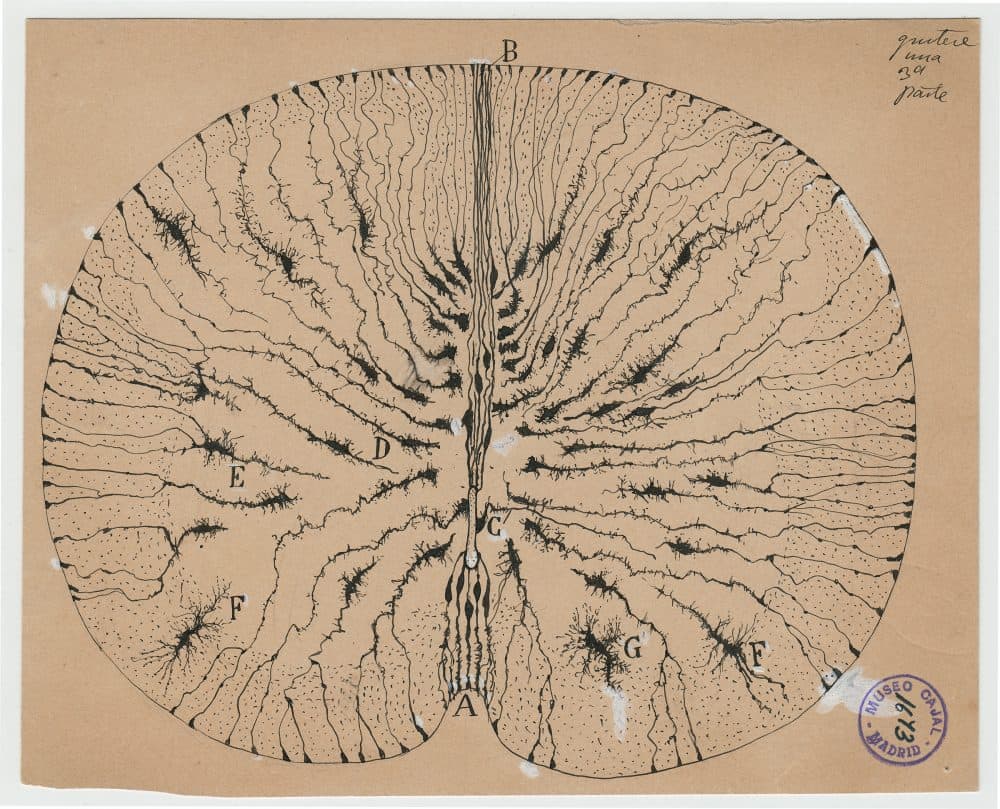 Santiago Ramón y Cajal's drawing of glial cells of a mouse spinal cord in 1899. (Courtesy of Instituto Cajal)