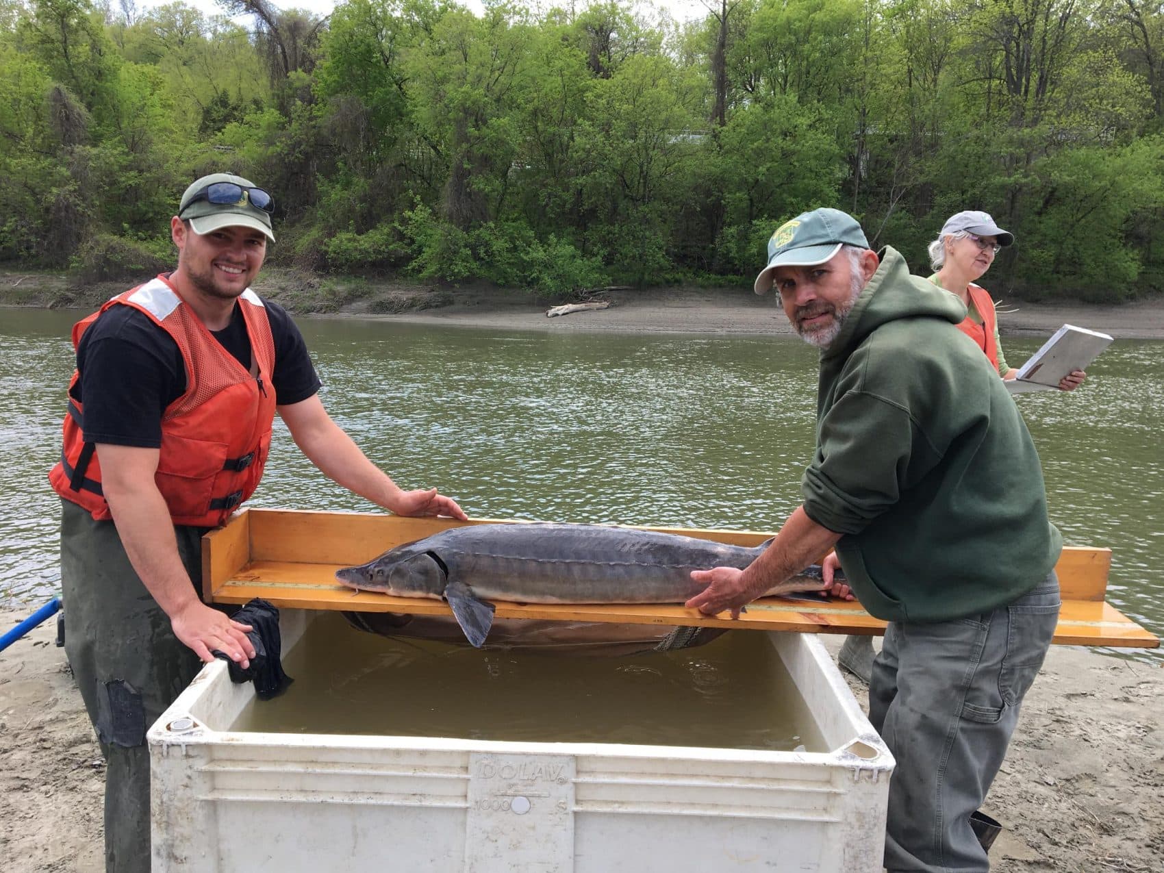 Ancient Sturgeon Slowly Recovering In Lake Champlain, But Protection