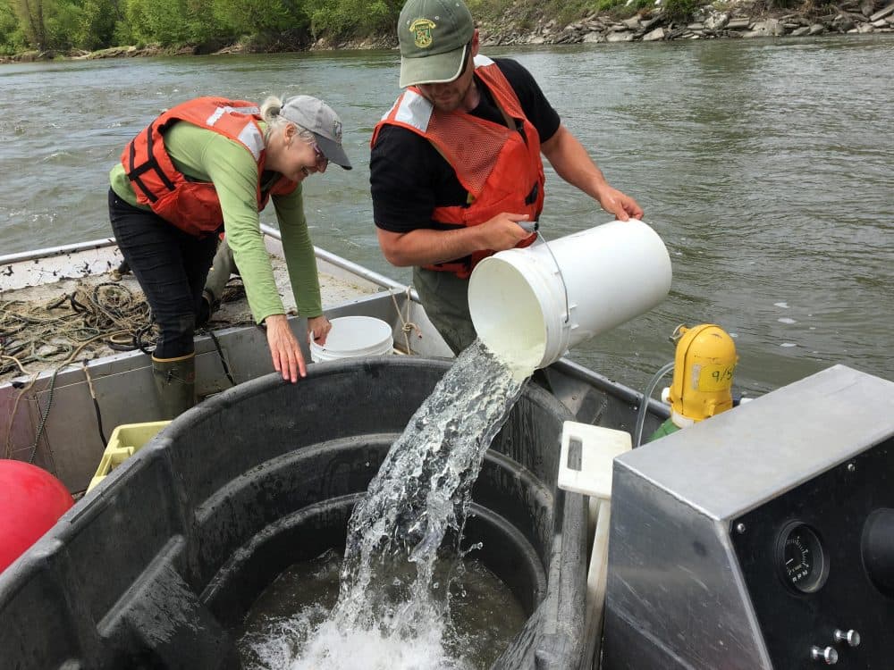 Retired fisheries biologist Madeleine Lyttle, left, works with technician Taylor Booth to keep the sturgeon healthy before release. (John Dillon/VPR)