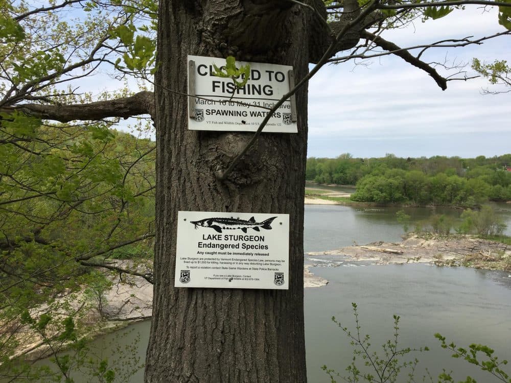 Lake sturgeon are protected under state law; the Center for Biological Diversity wants federal protection as well. (John Dillon/VPR)