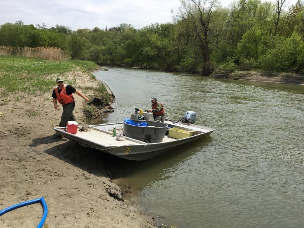 Fisheries biologists have studied lake sturgeon since 1998, and have documented spawning areas in the lake's tributaries, including the Winooski River near Burlington. (John Dillon/VPR)