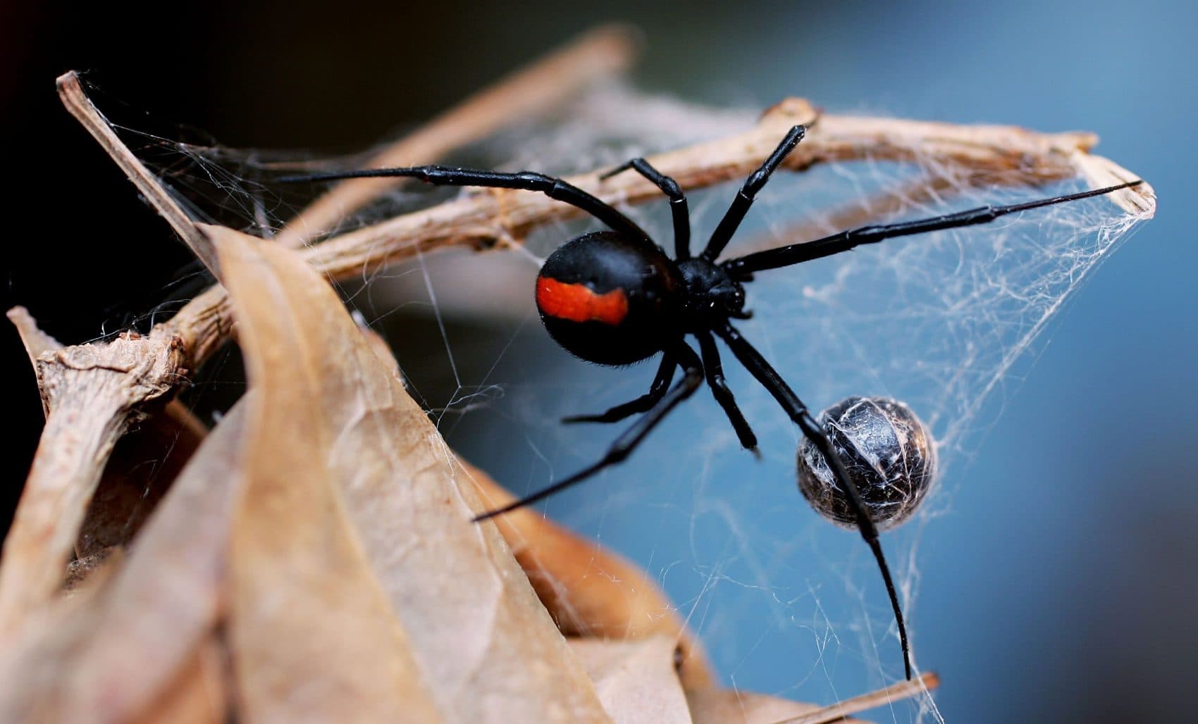 Why You Shouldn't Squish That Spider, Even If It Gives You The Creeps 