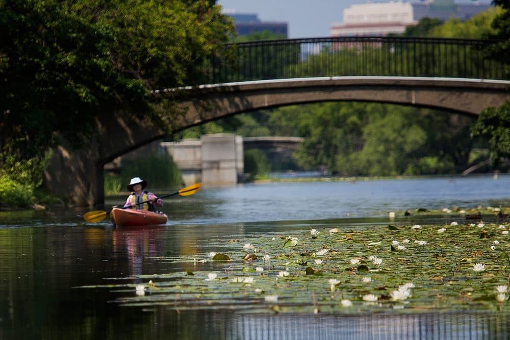 A woman kayaks along the Esplanade. (Jesse Costa/WBUR)