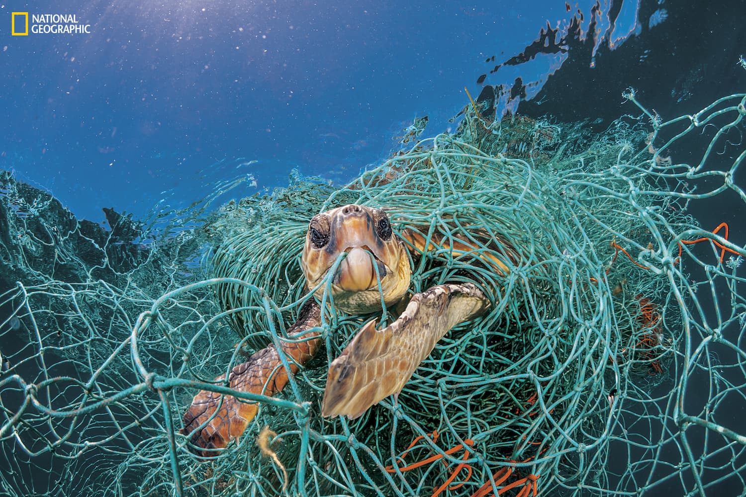 These 6 Amazing People Are Turning Ghost Fishing Nets Into Art - One Green  Planet