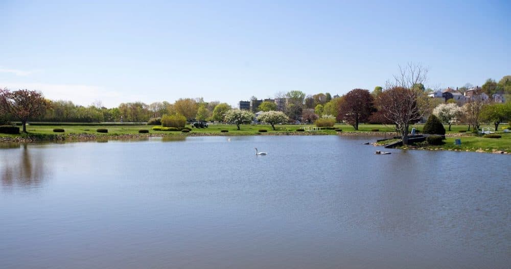 A serene scene of the pond at Suffolk Downs. (Jesse Costa/WBUR)