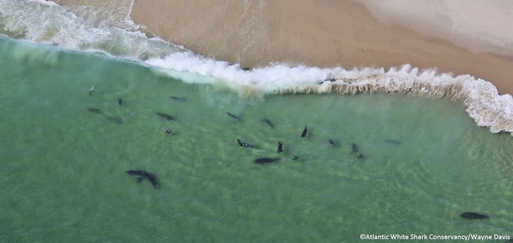 Image result for great white shark cape cod