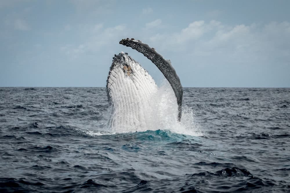 An image that the audience will see as part of Landmarks Orchestra's "Sounds of the Sea" performance (Courtesy Annie Crawley)