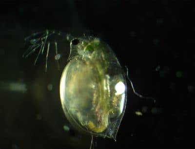 A close up of Daphnia. (Courtesy Sarah-Béatrice Bernier and Marie Helene St. Gelais)