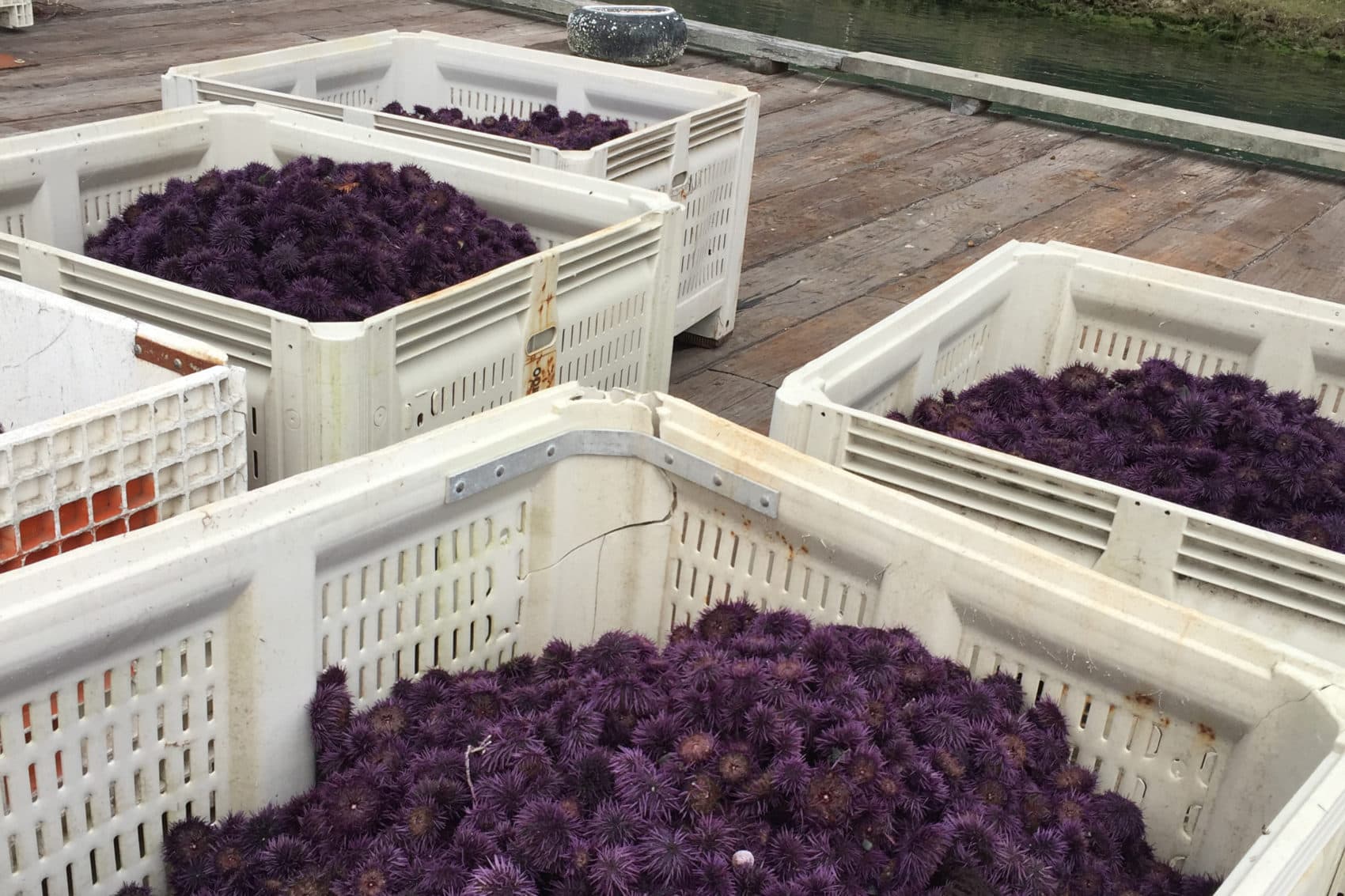 One day's worth of urchin harvest. (Claire Stremple/KALW)