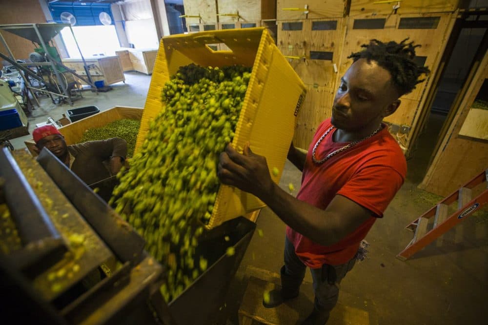 Colin Reid pours Centennial hops into the baling machine at Four Star Farms. (Jesse Costa/WBUR)