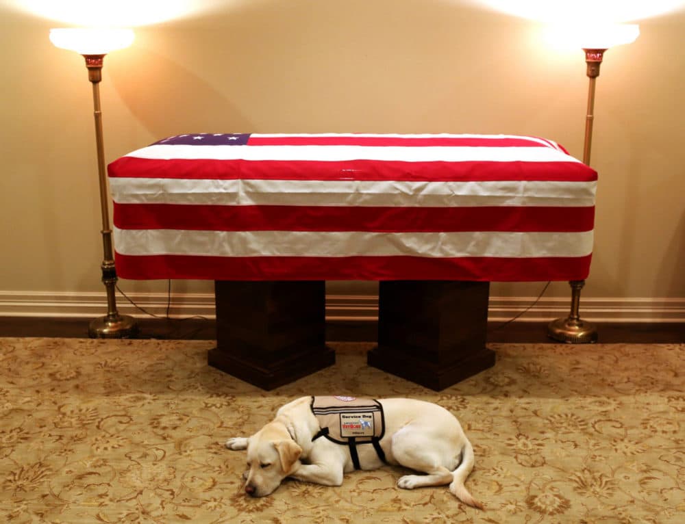 do-dogs-grieve-the-loss-of-their-owners-here-now