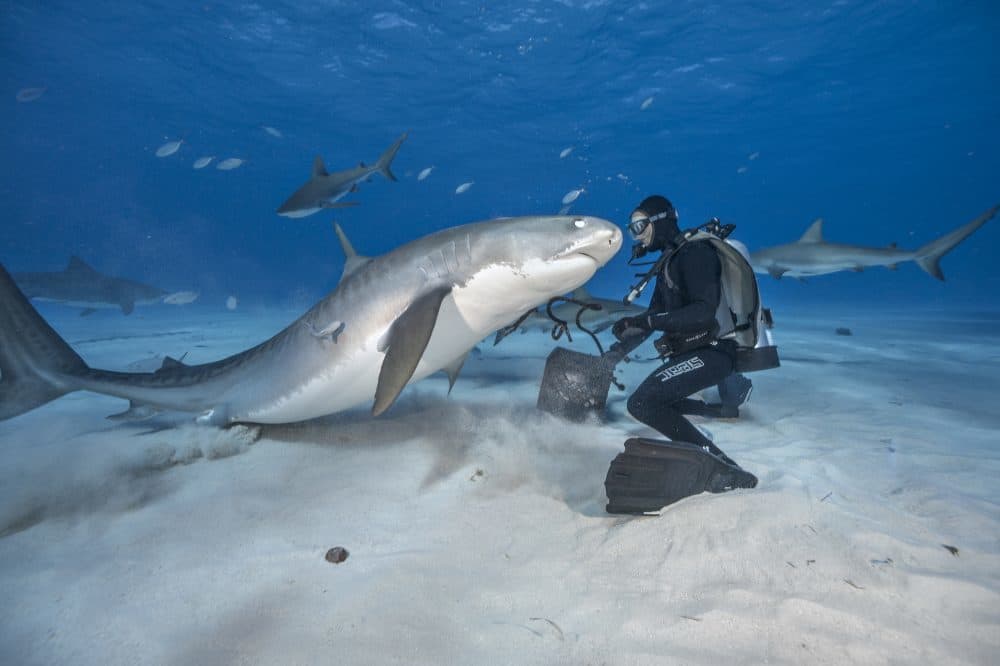 National Geographic Shark Photographer Gets Up Close For The Perfect Shot |  Here & Now