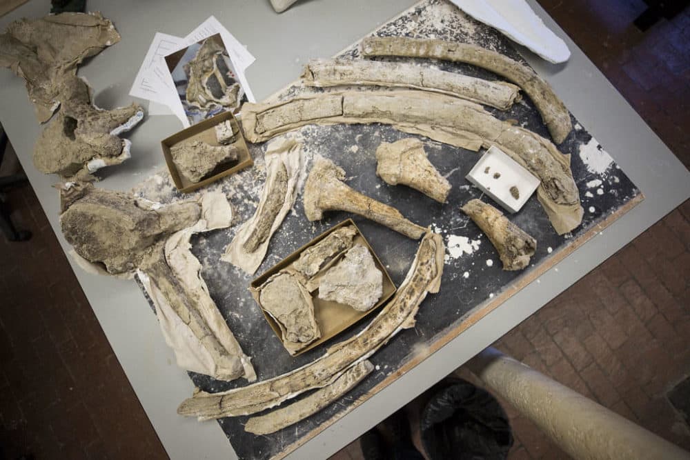 In Austin, Texas, A Hidden Trove Of Fossils Is Rediscovered Here & Now