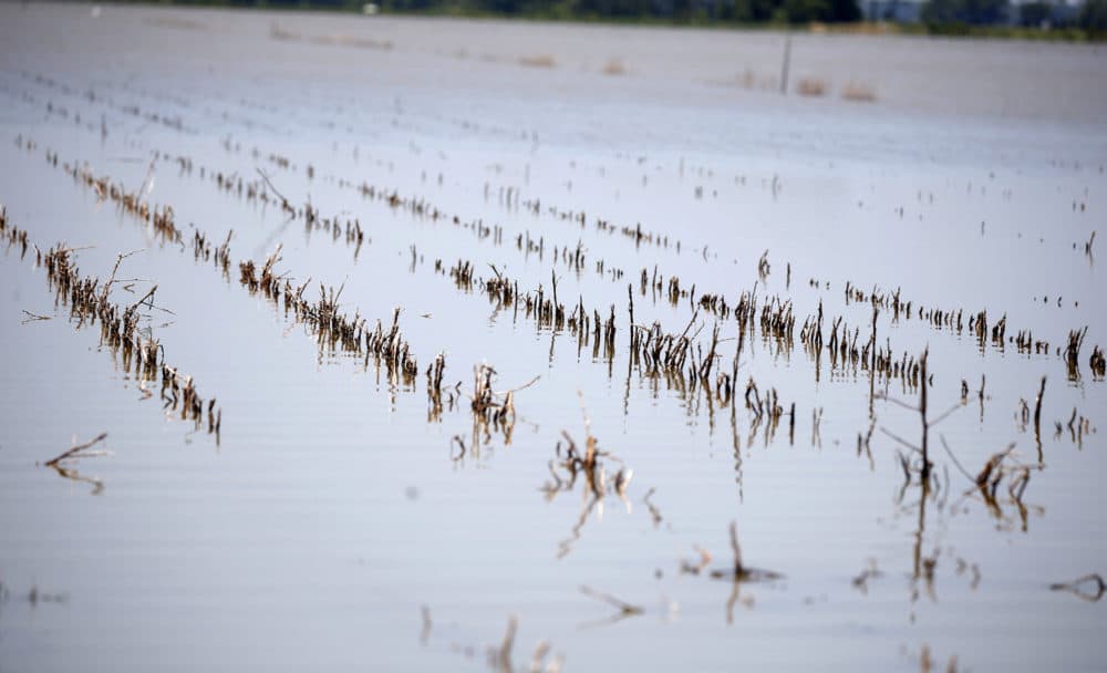 Mississippi Delta Farmers Wither Under Weight Of 4-Month Flood | Here & Now