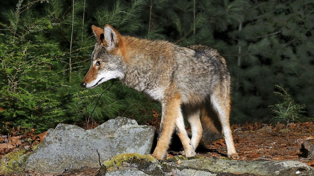 masswildlife-proposes-ban-on-coyote-hunting-contests-earthwhile