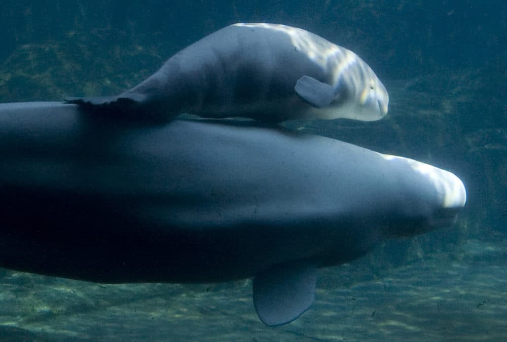 Animal Defenders, Aquarium Tussle Over Beluga Importation - WBUR