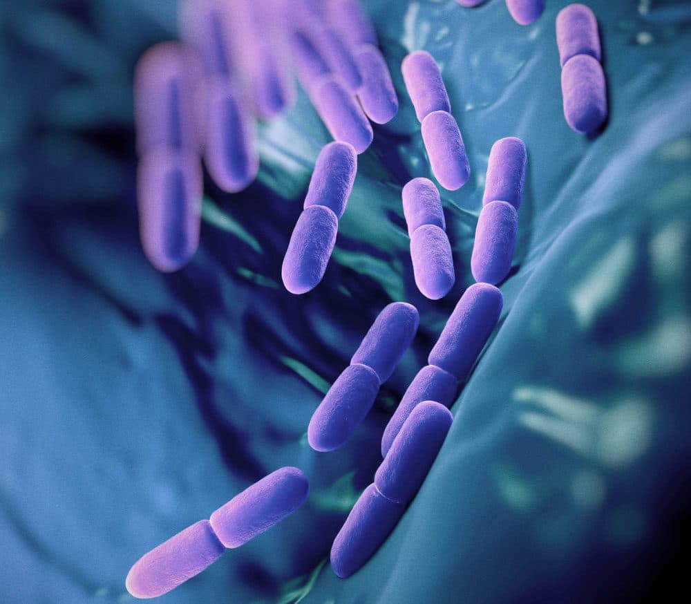 When 'Friendly' Probiotic Bacteria Turn Into Foes In The