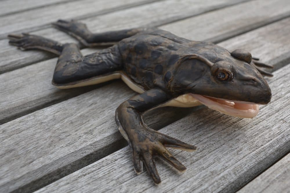 dissecting-the-world-s-1st-wet-slimy-synthetic-frog-here-now