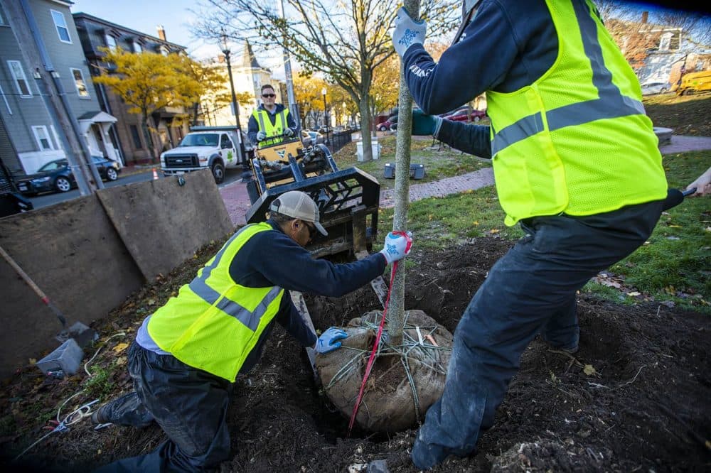 Street Trees Could Help Boston Adapt To Climate Change. If They Can Survive, That Is - WBUR