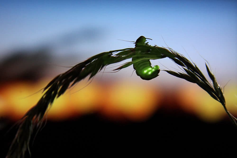 Top Threats To Fireflies Include Habitat Loss, Pesticides And Light Pollution - WBUR