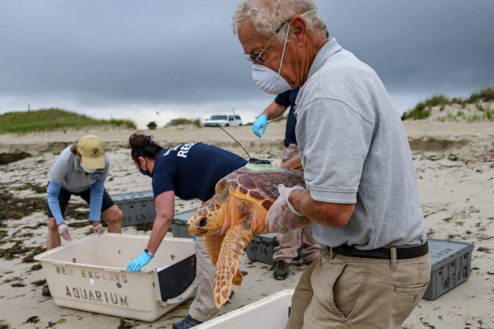 7 Sea Turtles Released Back Into Wild, After A Winter Of