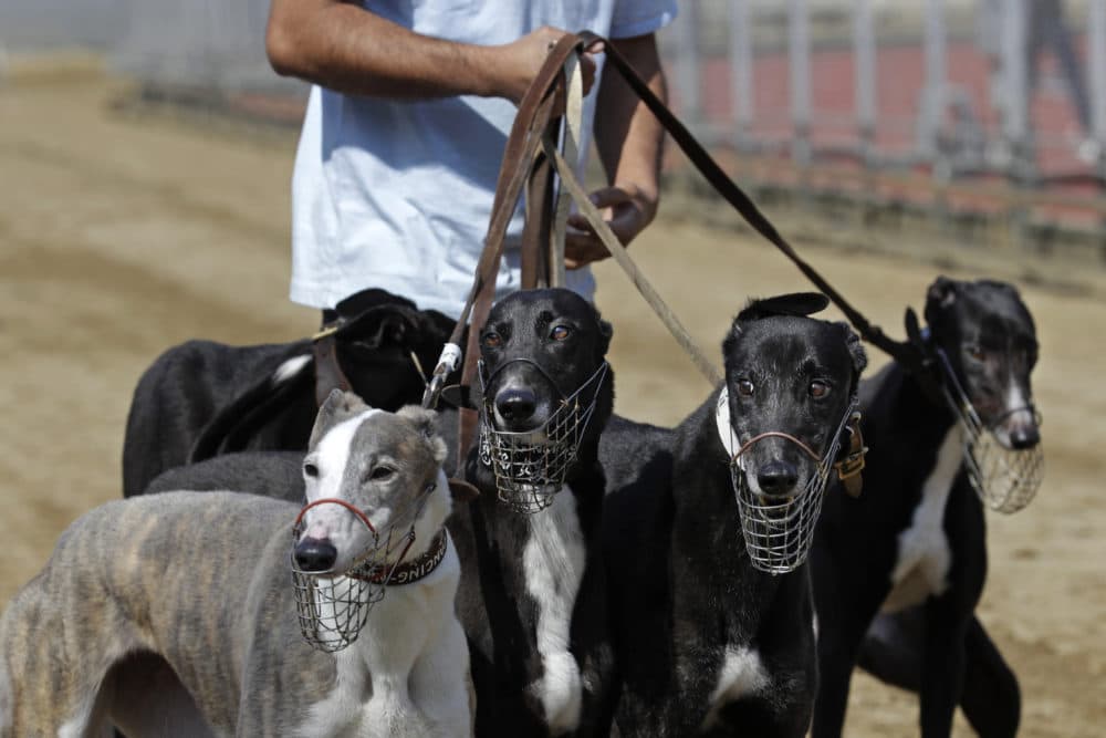 greyhound dogs as pets