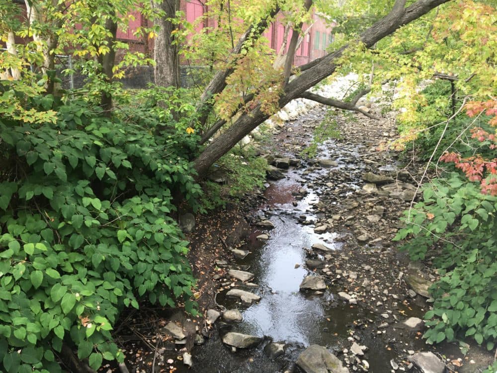 A Dam Removal Reunites A Mass. Neighborhood With The
