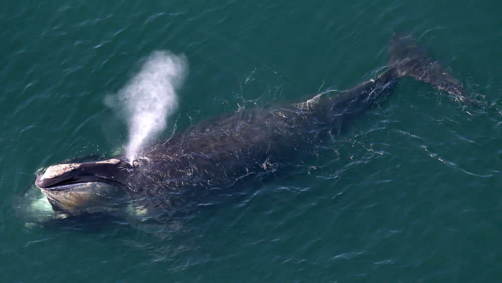 Critically Endangered North Atlantic Right Whale Population Drops