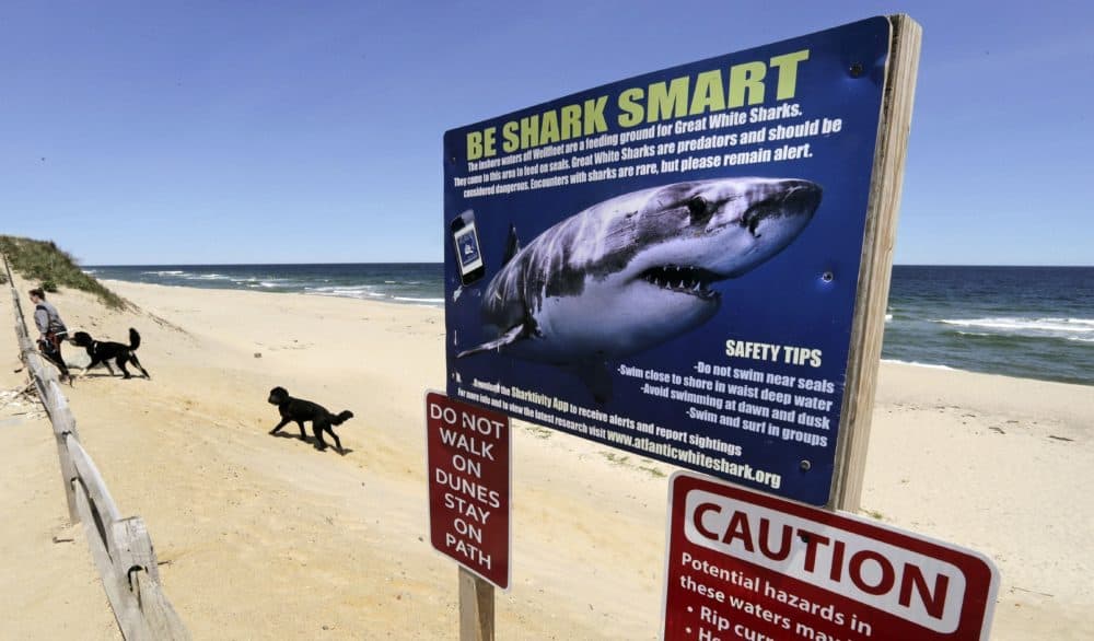 Do Sharks Have A Bad Rep? How To Stay Safe, And Appreciate, The Great