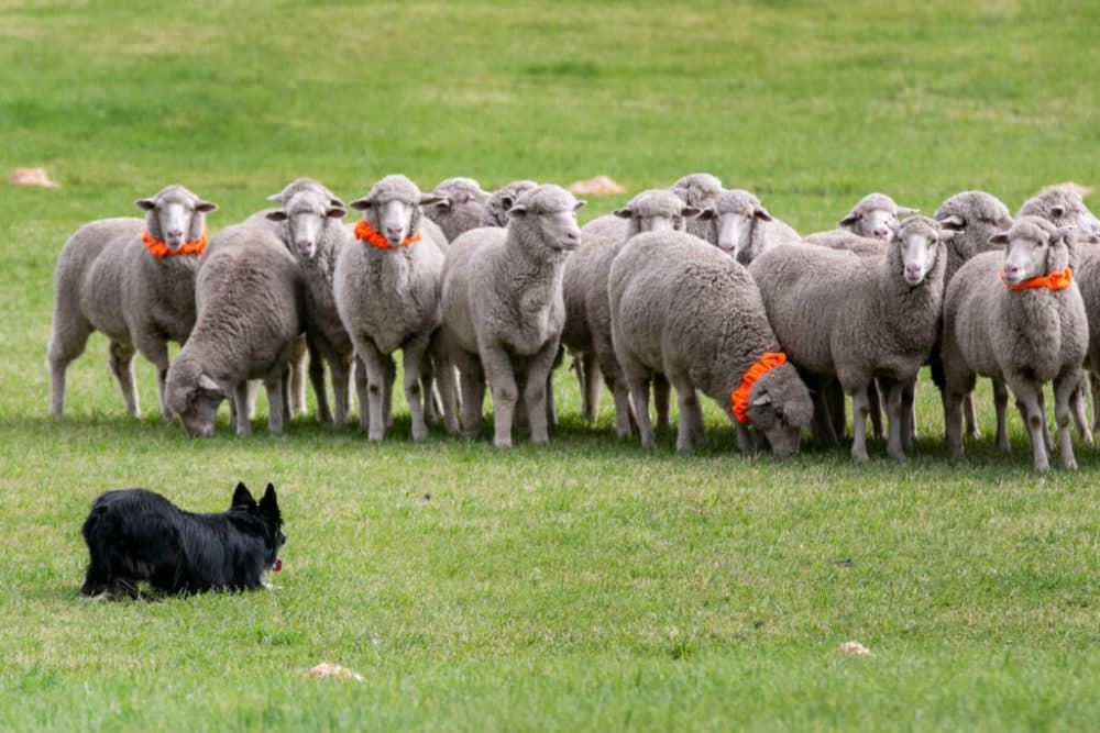 small sheepdog