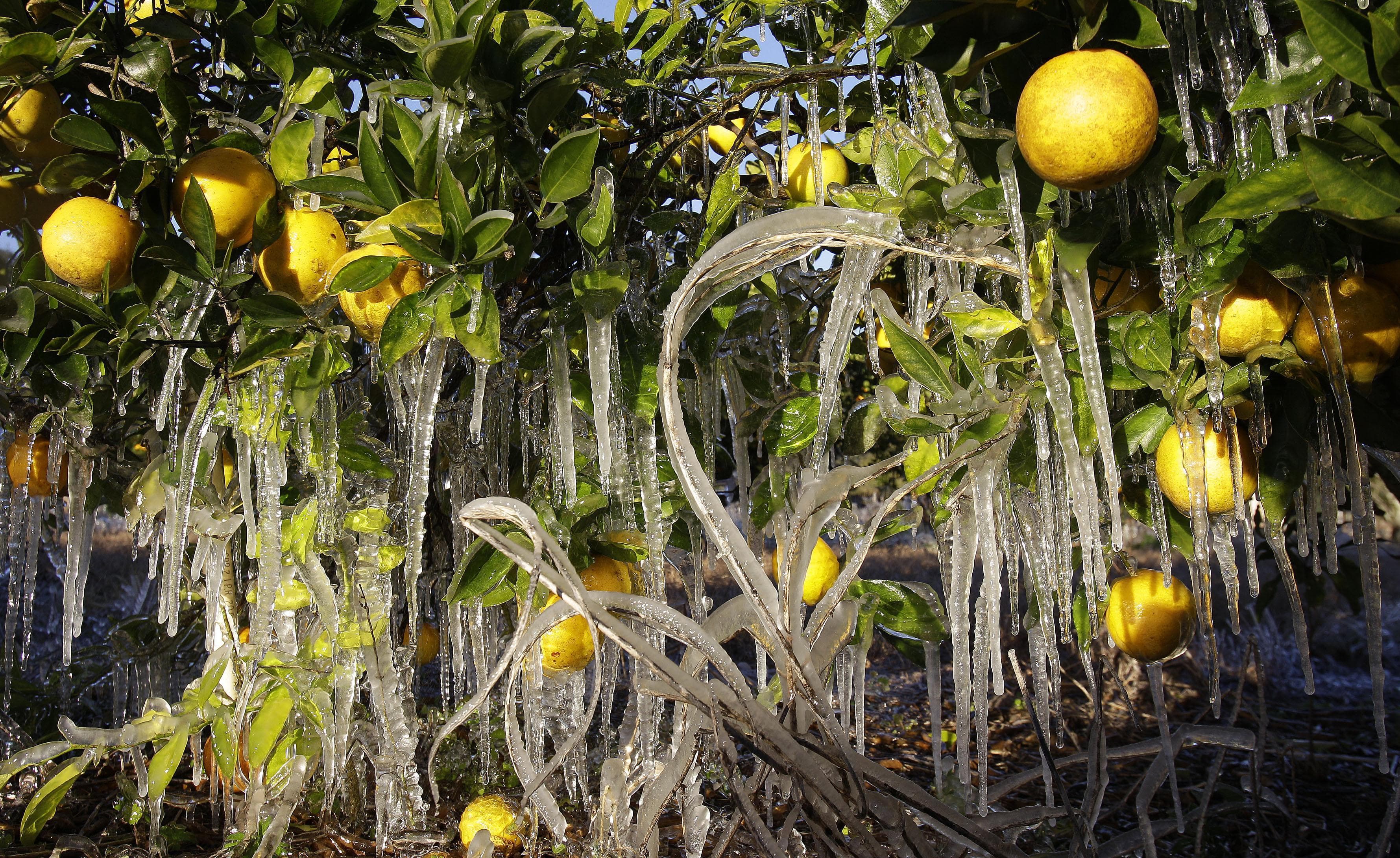 Farmers Scramble To Save Crops As Bitter Cold Hits Florida Here & Now