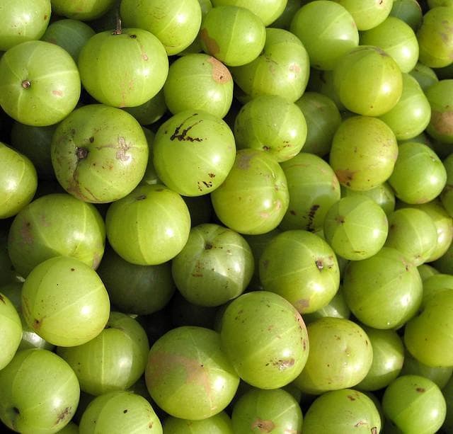 A Bitter Gooseberry Is The Indian Cure-All | Here & Now